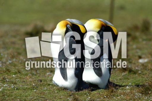 Königspinguin (50 von 84).jpg